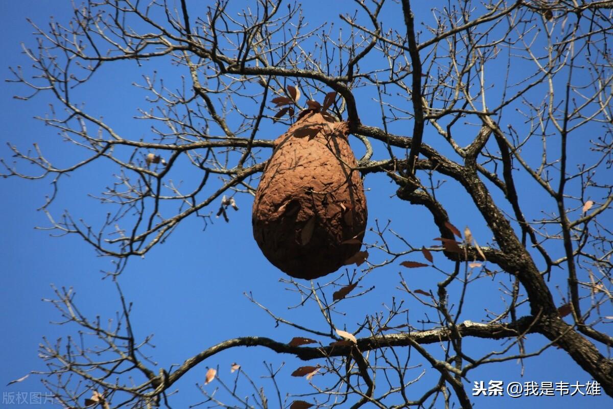 黄蜂养殖致富_致富养殖黄蜂图片_致富养殖黄蜂视频
