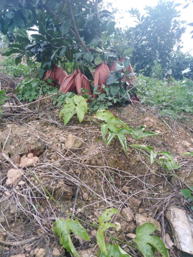 柚子树种植方法_柚子树种植技术_柚子种植树技术与管理