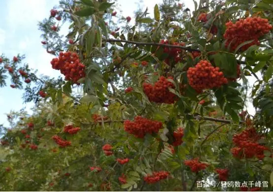 红豆种植技术，掌握这些要点，轻松种出高质量红豆