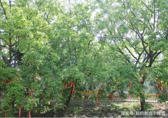 大白云豆种植技术_四月豆种植技术_虹豆种植技术