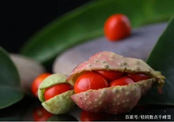 四月豆种植技术_大白云豆种植技术_虹豆种植技术