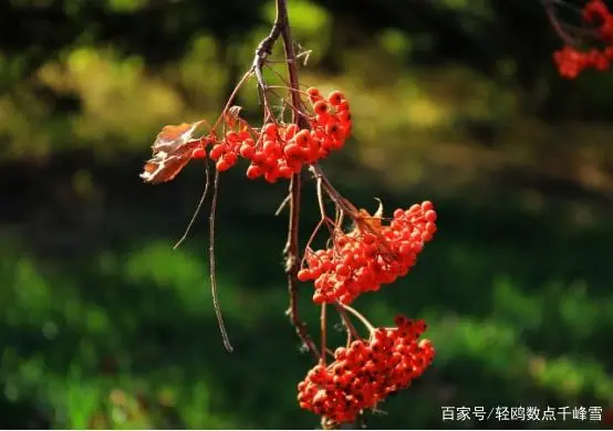 四月豆种植技术_虹豆种植技术_大白云豆种植技术