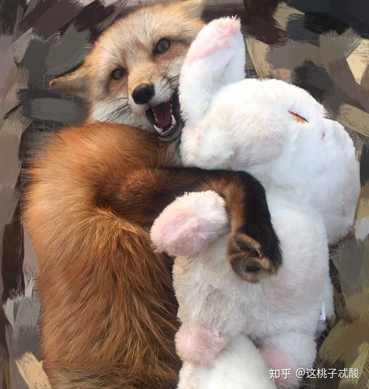 为什么没人养狐狸？