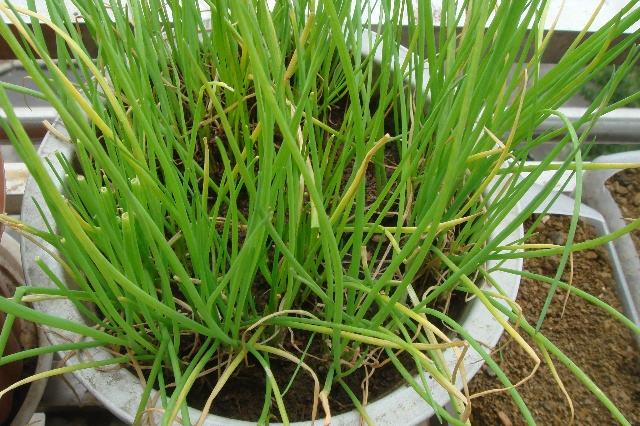 小葱子怎么种植技术_种植小葱子技术要点_葱子种植小葱的正确方法