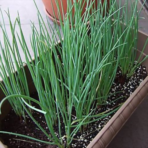 种植小葱子技术要点_葱子种植小葱的正确方法_小葱子怎么种植技术