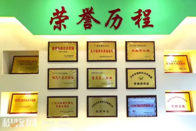 广西养殖蛋鸡致富_广西蛋鸡养殖基地_广西鸡蛋养殖场
