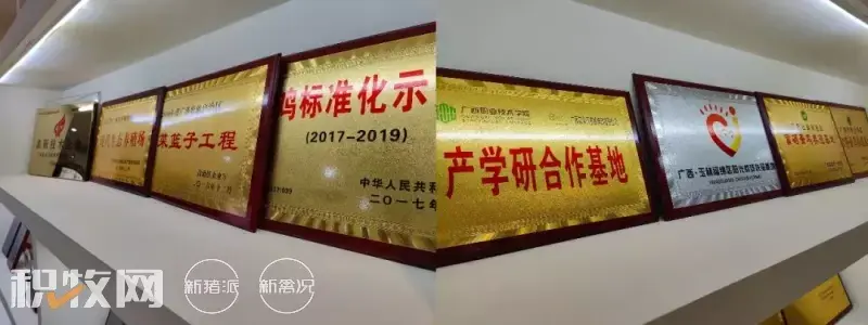 广西养殖蛋鸡致富_广西鸡蛋养殖场_广西蛋鸡养殖基地