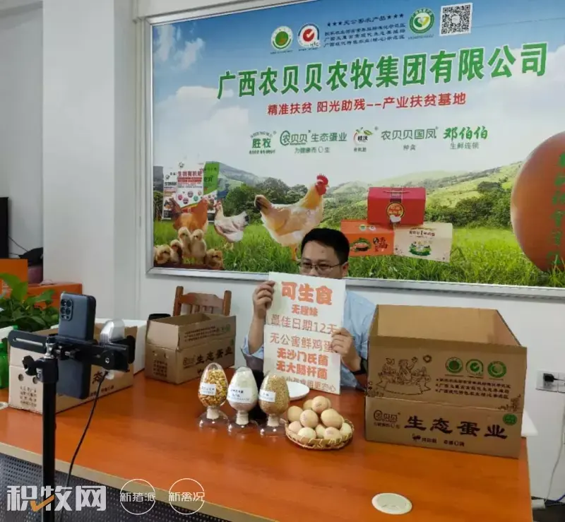 广西鸡蛋养殖场_广西蛋鸡养殖基地_广西养殖蛋鸡致富