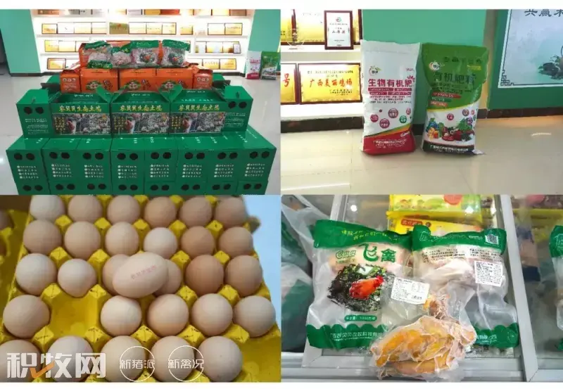 广西养殖蛋鸡致富_广西蛋鸡养殖基地_广西鸡蛋养殖场
