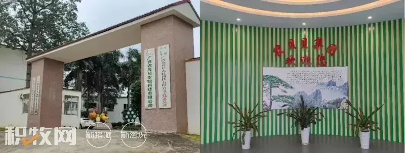 广西鸡蛋养殖场_广西蛋鸡养殖基地_广西养殖蛋鸡致富