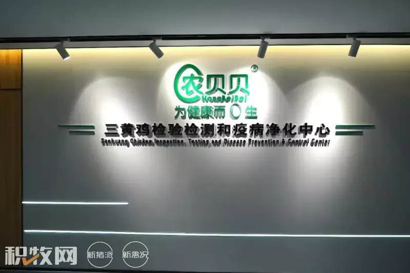广西养殖蛋鸡致富_广西蛋鸡养殖基地_广西鸡蛋养殖场