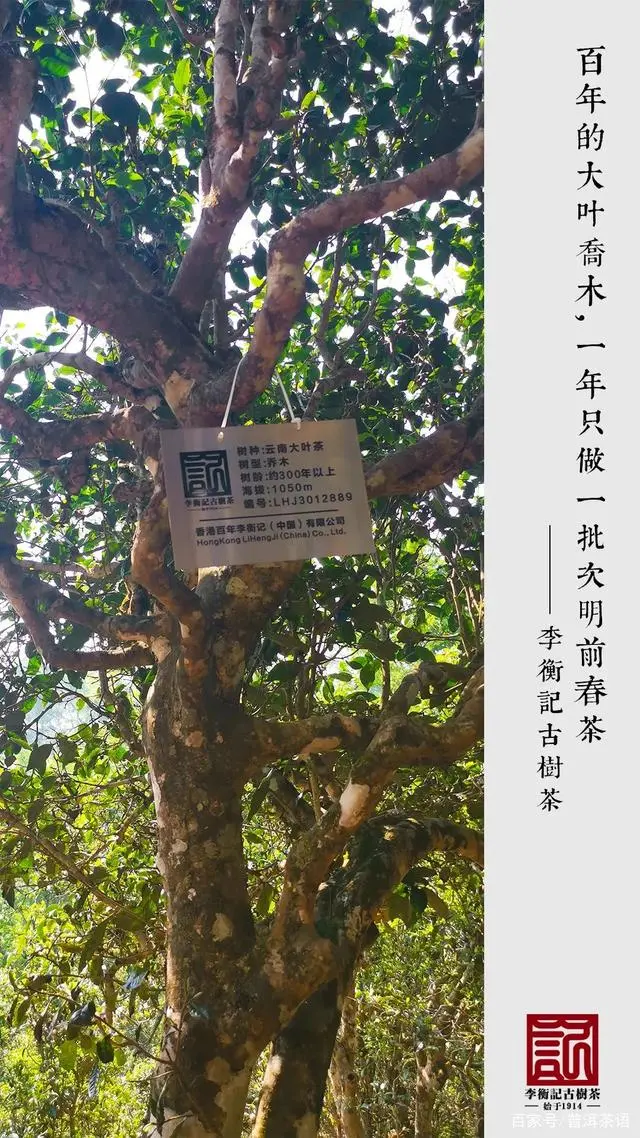 茶树怎么种植致富_种植茶树赚钱吗_种植茶树的效益怎么样