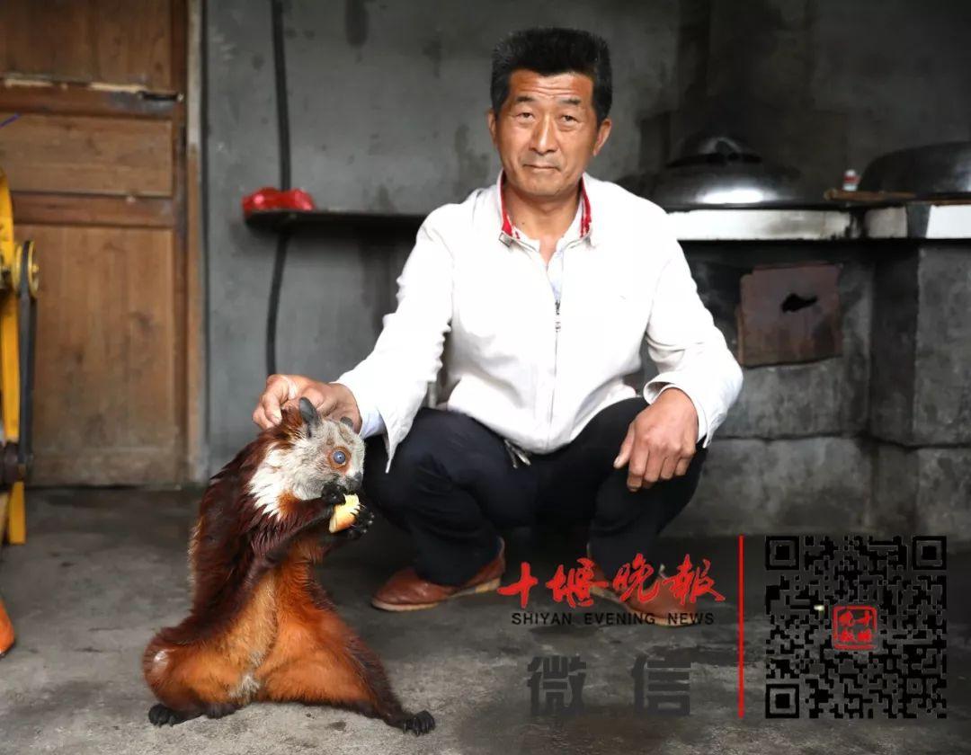 养殖复齿鼯鼠创业致富_致富经复齿鼯鼠养殖_复齿鼯鼠人工养殖收益