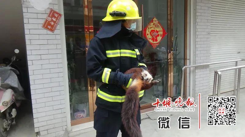 致富经复齿鼯鼠养殖_养殖复齿鼯鼠创业致富_复齿鼯鼠人工养殖收益