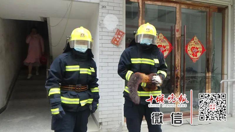 养殖复齿鼯鼠创业致富_致富经复齿鼯鼠养殖_复齿鼯鼠人工养殖收益