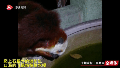 致富经复齿鼯鼠养殖_复齿鼯鼠人工养殖收益_养殖复齿鼯鼠创业致富