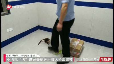 致富经复齿鼯鼠养殖_复齿鼯鼠人工养殖收益_养殖复齿鼯鼠创业致富