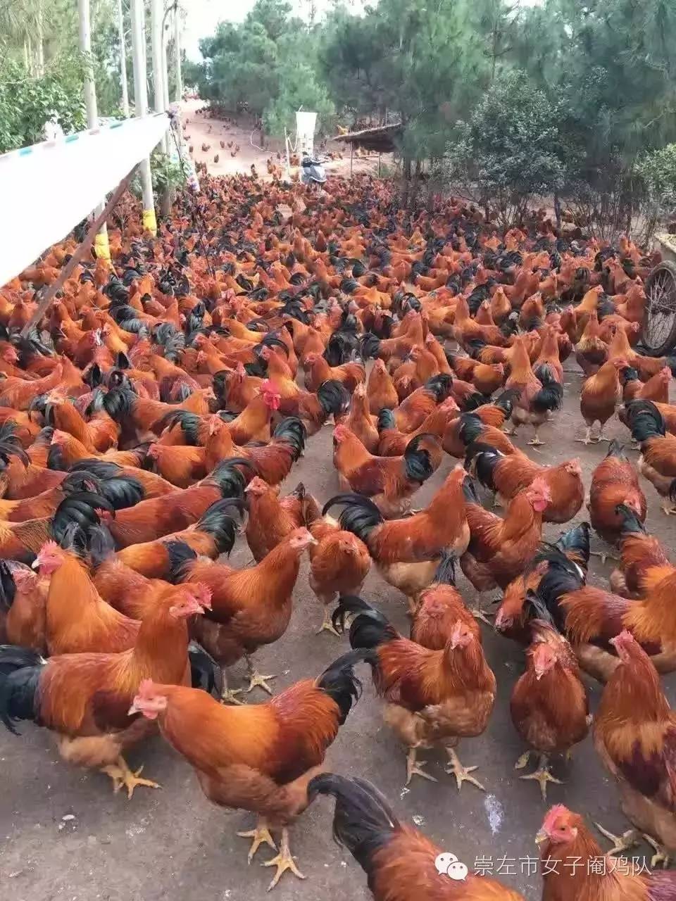 致富经阉鸡养殖技术_养殖阉鸡的成本与利润是多少_阉鸡的饲养管理技术