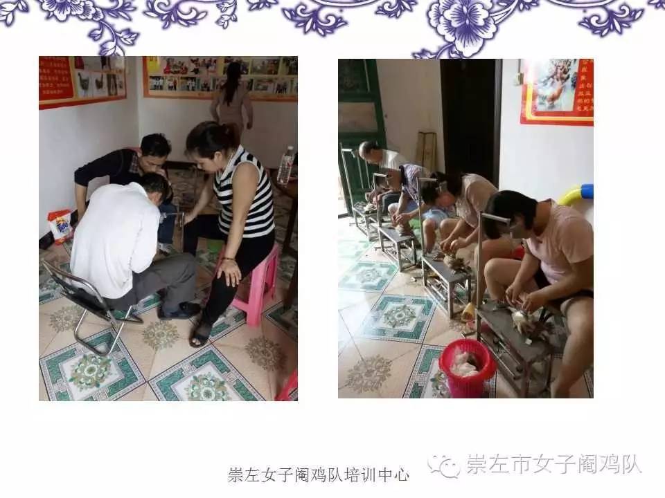 致富经阉鸡养殖技术_阉鸡的饲养管理技术_养殖阉鸡的成本与利润是多少