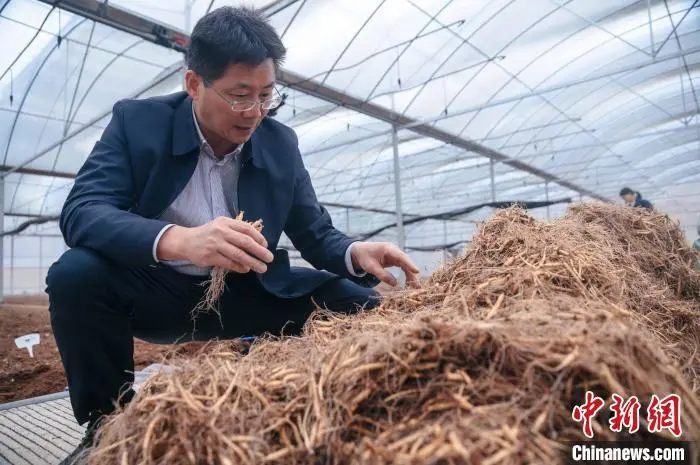 太子参种植成本及利润_太子参种植成为群众致富_太子参种植是骗局吗