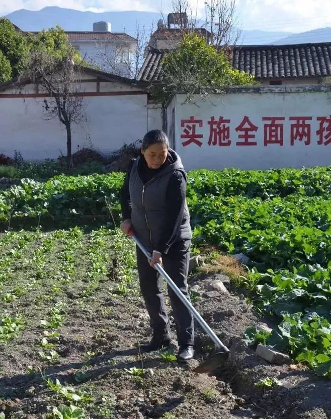 致富经阉鸡养殖技术_阉鸡饲养技术_阉鸡养殖经验