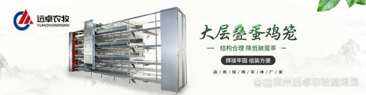 新手养鸡怎么养，新手养鸡注意事项?