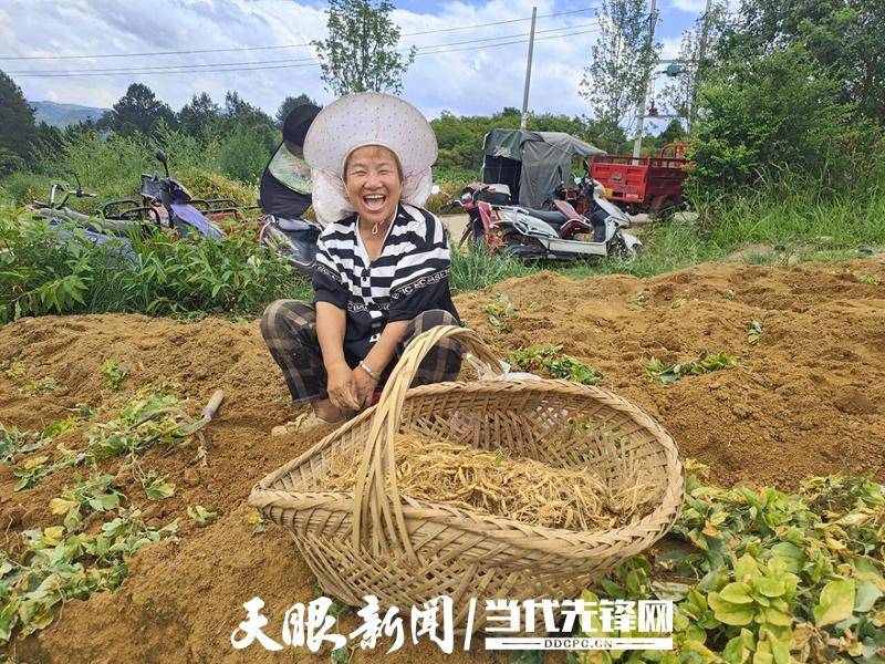 太子参种植成为群众致富_太子参种植是骗局吗_种太子参前景如何