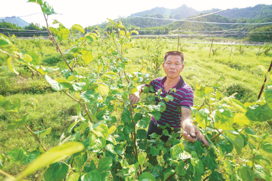 农业种植致富项目西瓜_致富西瓜种植项目介绍_西瓜种植致富项目