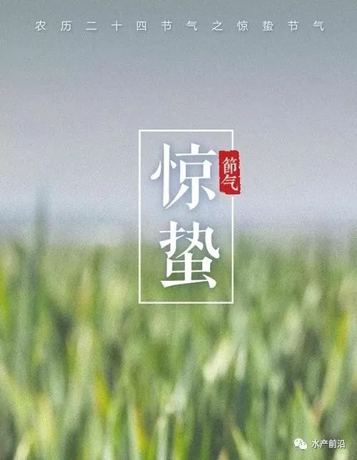 青鱼养殖技术致富经_致富养殖青鱼方法图解_养殖青鱼致富方法
