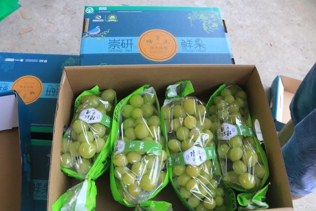 致富经梨树_种梨专户_种梨致富经