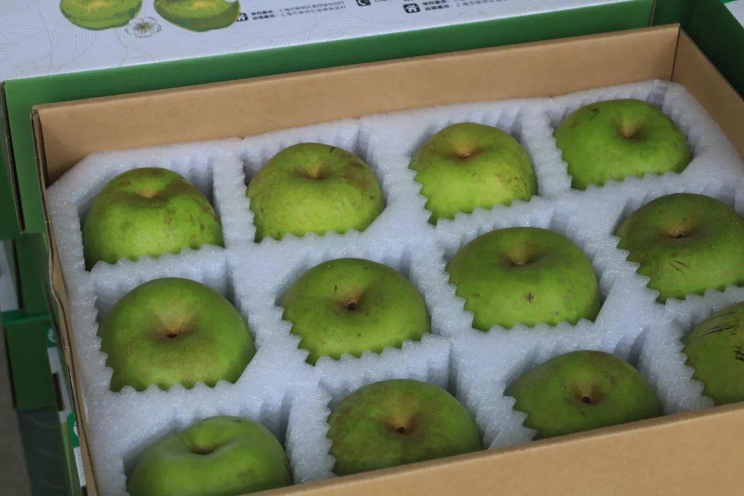 种梨致富经_致富经梨树_种梨专户