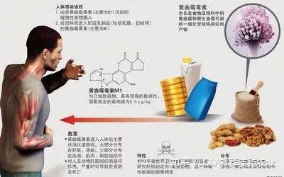 致富经节目火鸡养殖_致富节目养殖火鸡视频_农业节目致富经养殖鸡视频