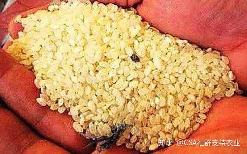 致富经节目火鸡养殖_致富节目养殖火鸡视频_农业节目致富经养殖鸡视频