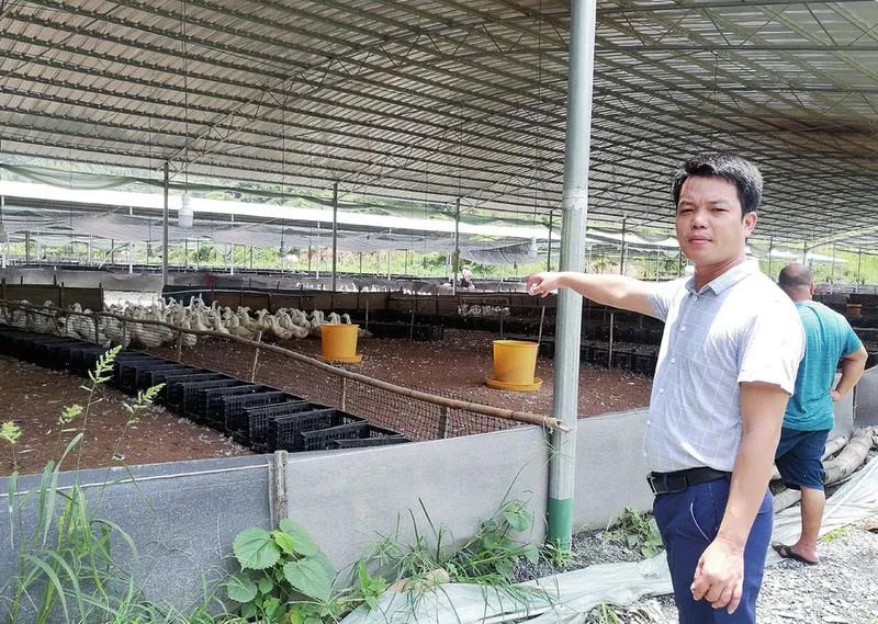 鸭子养殖致富记_致富经养鸭子_致富经鸭子养殖视频
