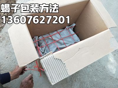 养蝎子技术蜕皮蝎子怎么养殖