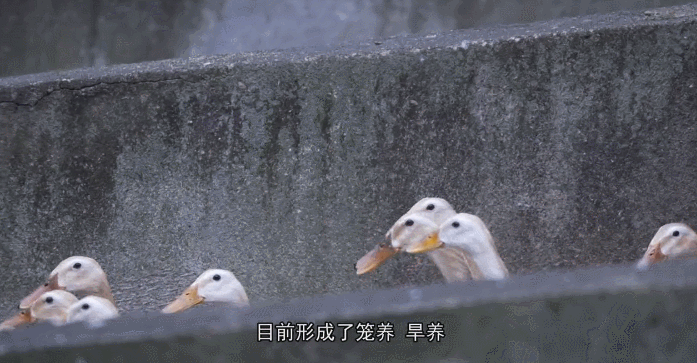 养鸭致富经视频_鸭子养殖致富记_致富经养鸭子