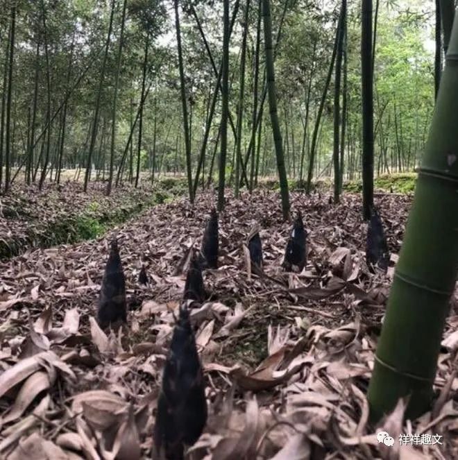 笋种植毛竹技术视频_毛竹笋的种植技术_毛竹笋怎么种