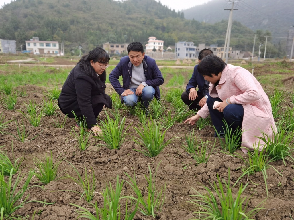 秋季韭菜种植技术与管理_秋季韭菜种植技术视频_秋季韭菜种植技术