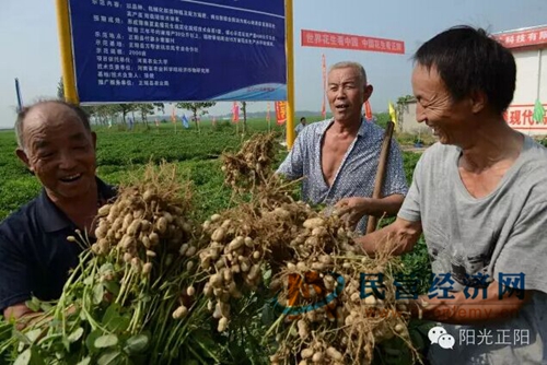 花生种植如何致富_花生种植如何致富_花生种植如何致富