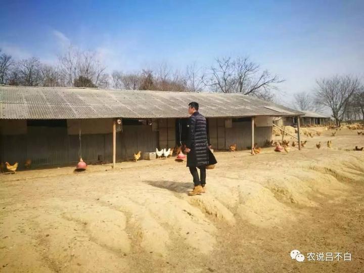 致富经创业项目农村养鸡_养鸡加工致富经_致富加工养鸡视频