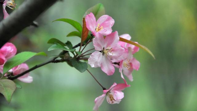 冬天适合养海棠花，搬回室内做好这两点，冬日也能开花