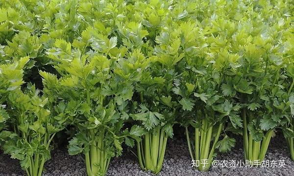 夏季芹菜种植致富_夏天种芹菜的栽培技术视频_芹菜种植