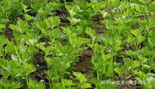 夏季芹菜种植致富_芹菜种植_夏天种芹菜的栽培技术视频