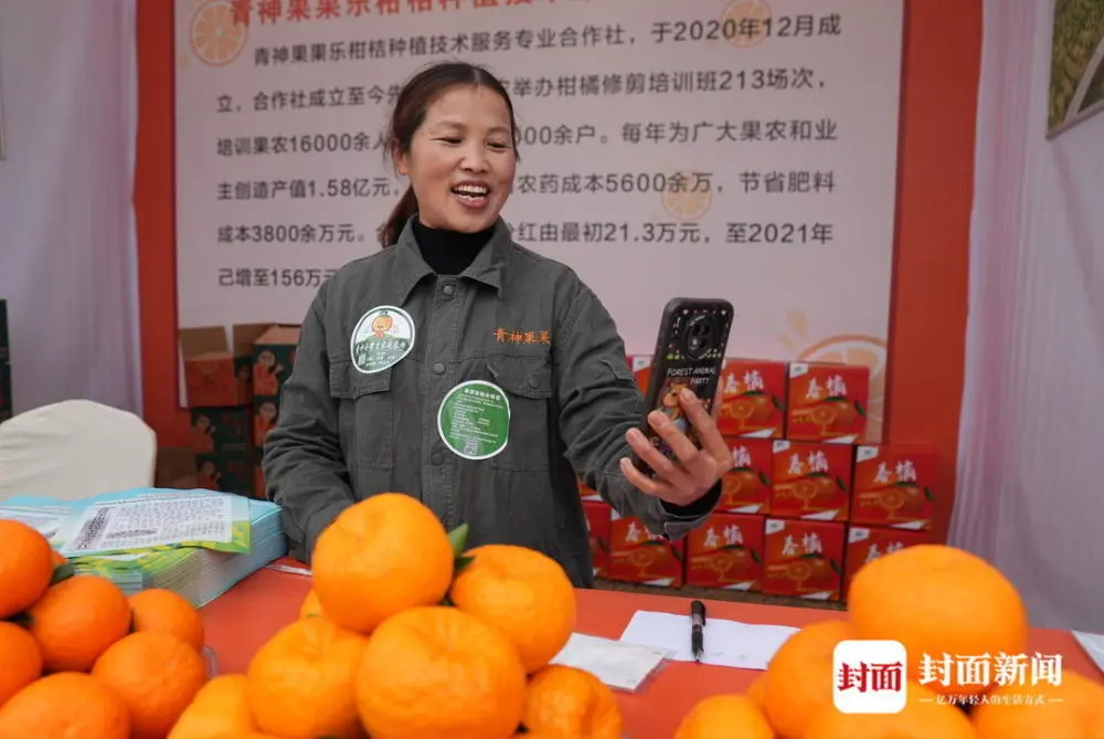 农业种植柑桔致富_种植柑橘的前景_种植柑橘利润效益