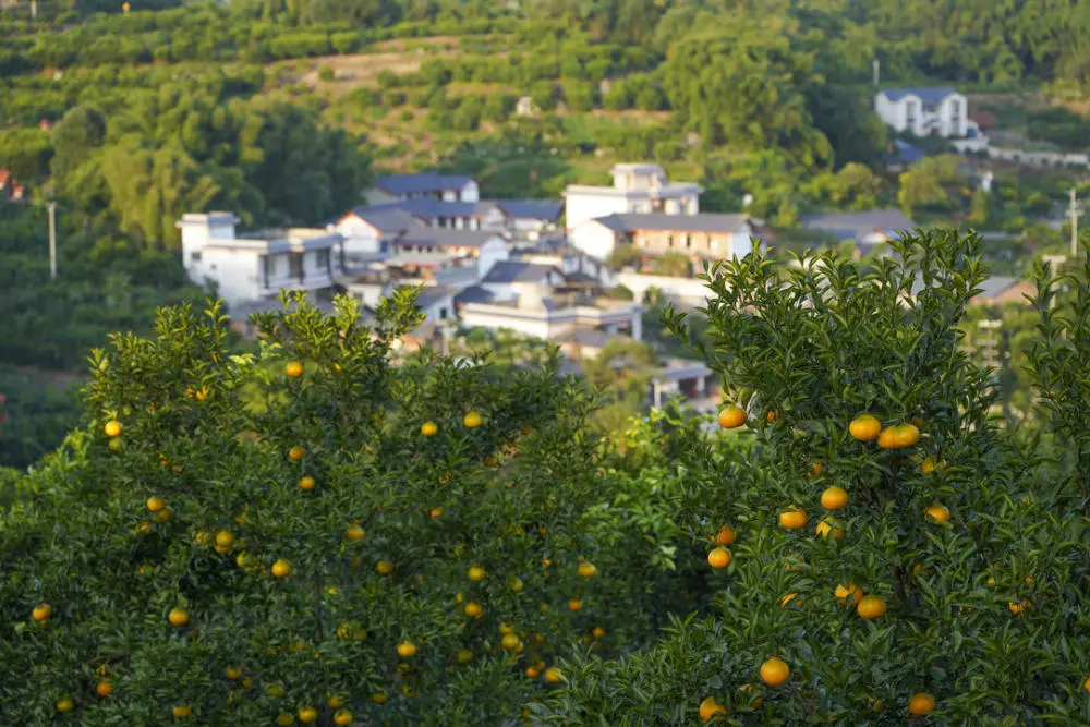 农业种植柑桔致富_种植柑橘的前景_种植柑橘利润效益