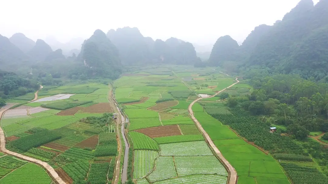 兴业蔬菜种植火出圈，菜地一片繁忙景象 →