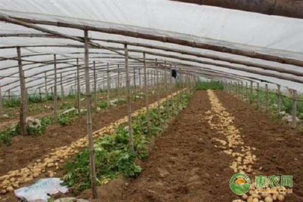 南瓜大棚种植日本技术规范_大棚日本南瓜的栽培技术_日本南瓜大棚种植技术