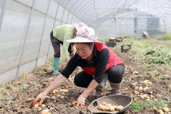大棚日本南瓜的栽培技术_日本南瓜大棚种植技术_南瓜大棚种植日本技术规范