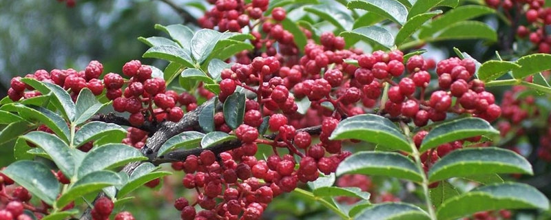 花椒种子图片_花椒籽怎么种植_花椒籽种植技术图片