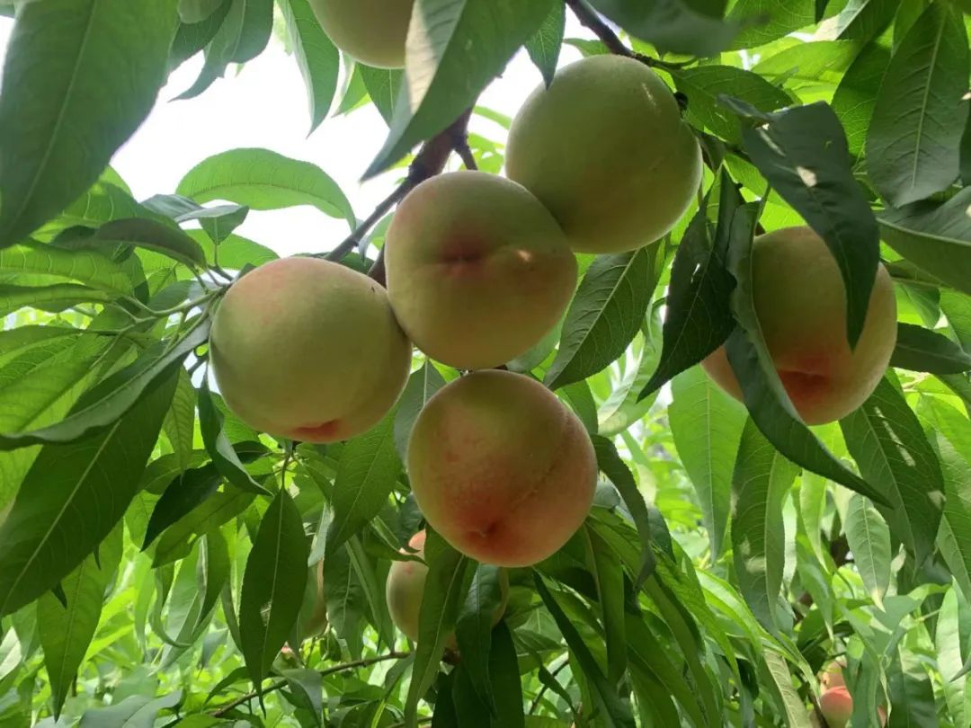 湖北香菜什么时间种_湖北香菜价格_湖北种植香菜致富